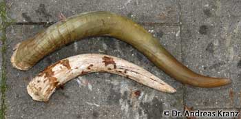 Dieses Bild zeigt das Größenverhältnis von Zapfen zum Horn (C).